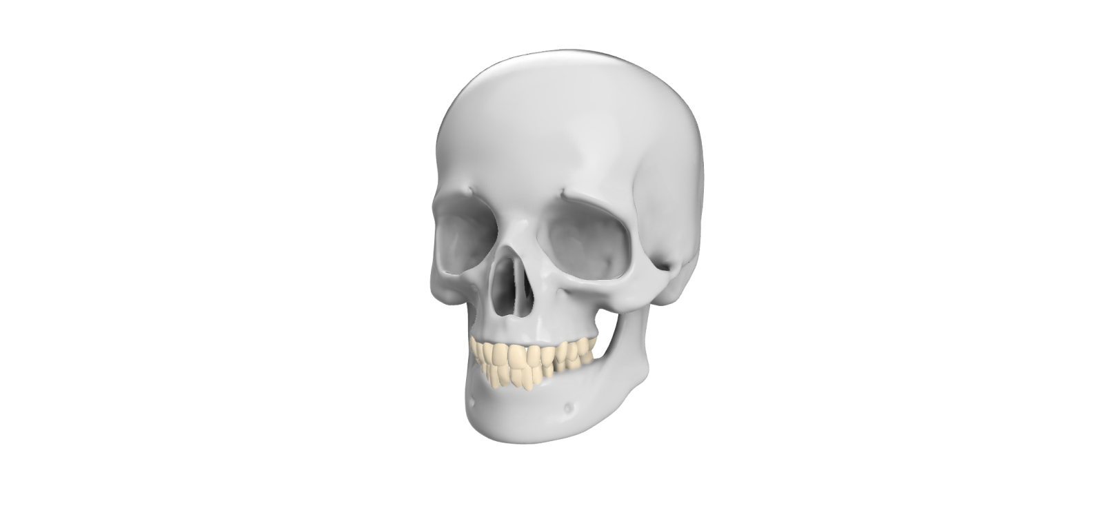 a human skull on a white background