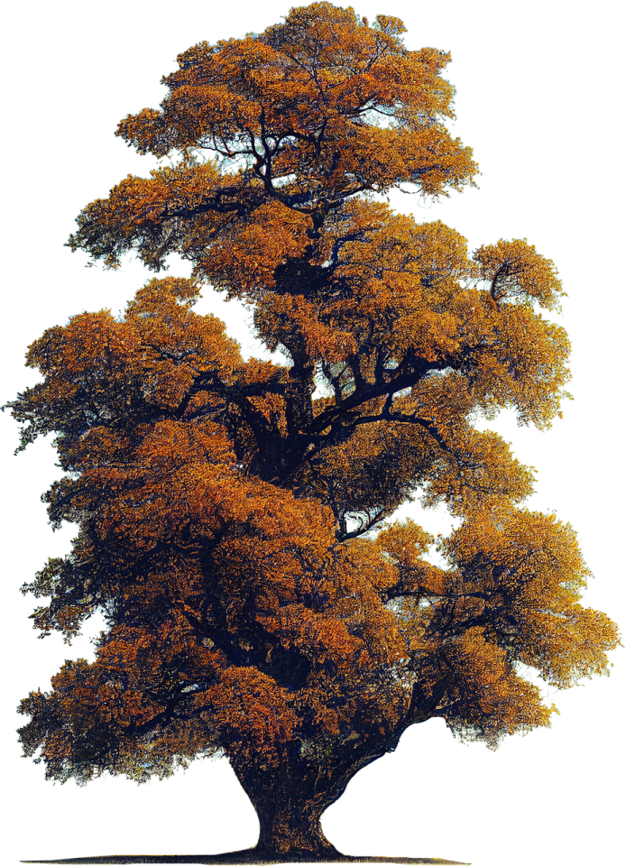 a large tree with orange leaves on it
