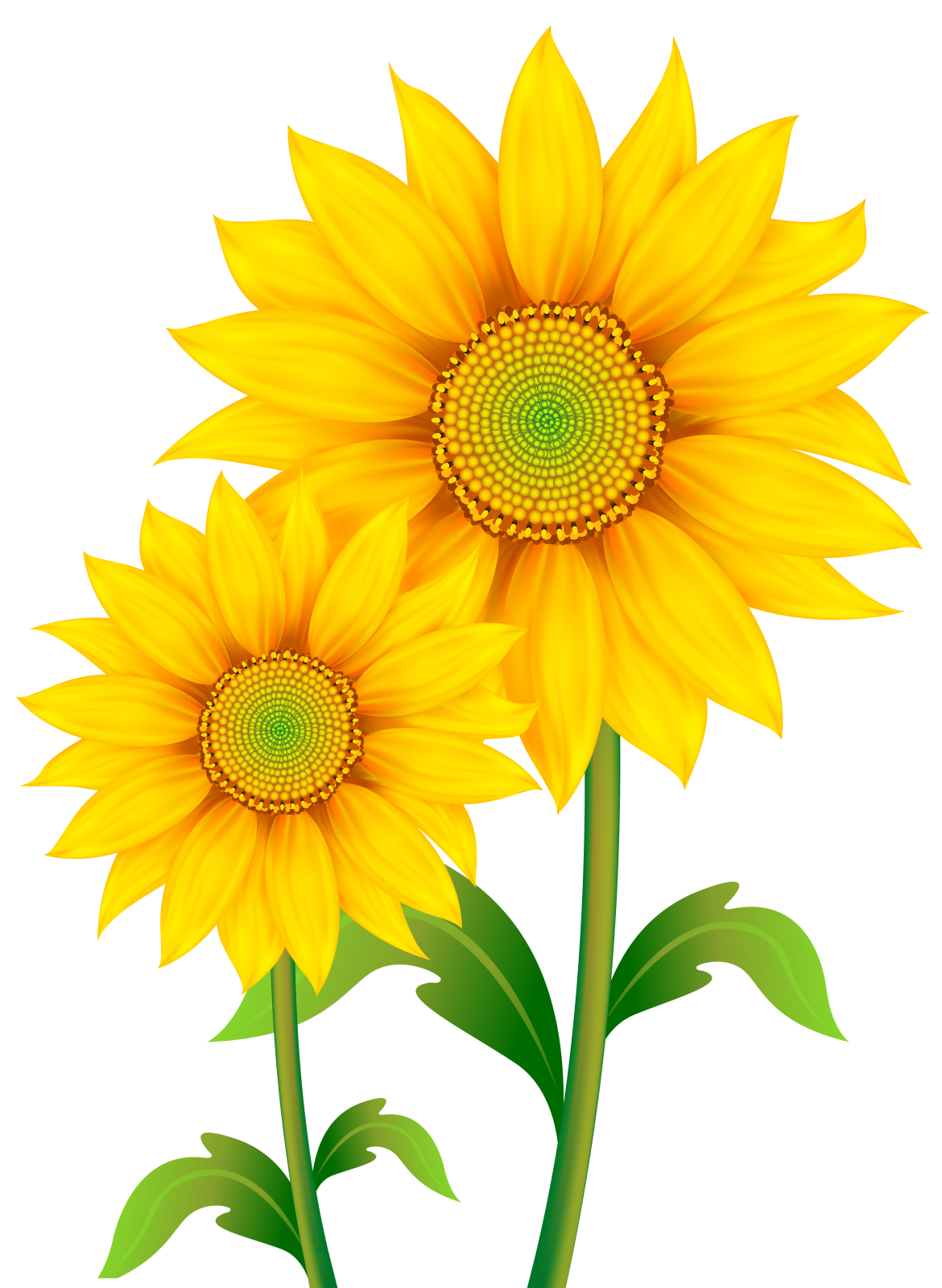 two yellow sunflowers with green leaves