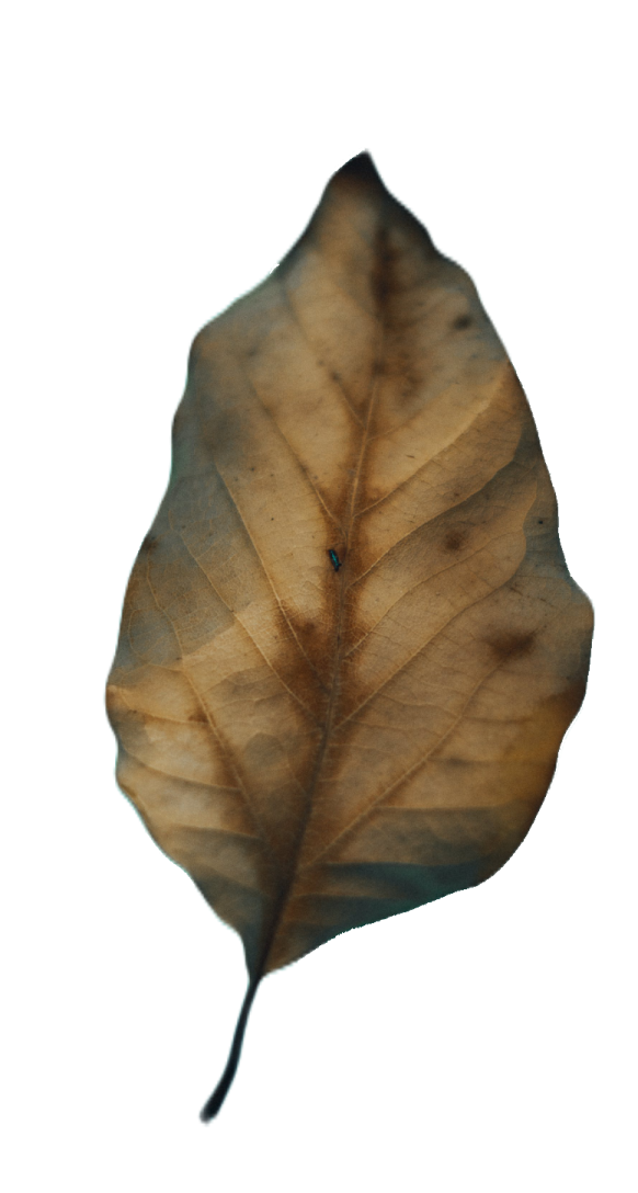 a leaf that is laying on the ground