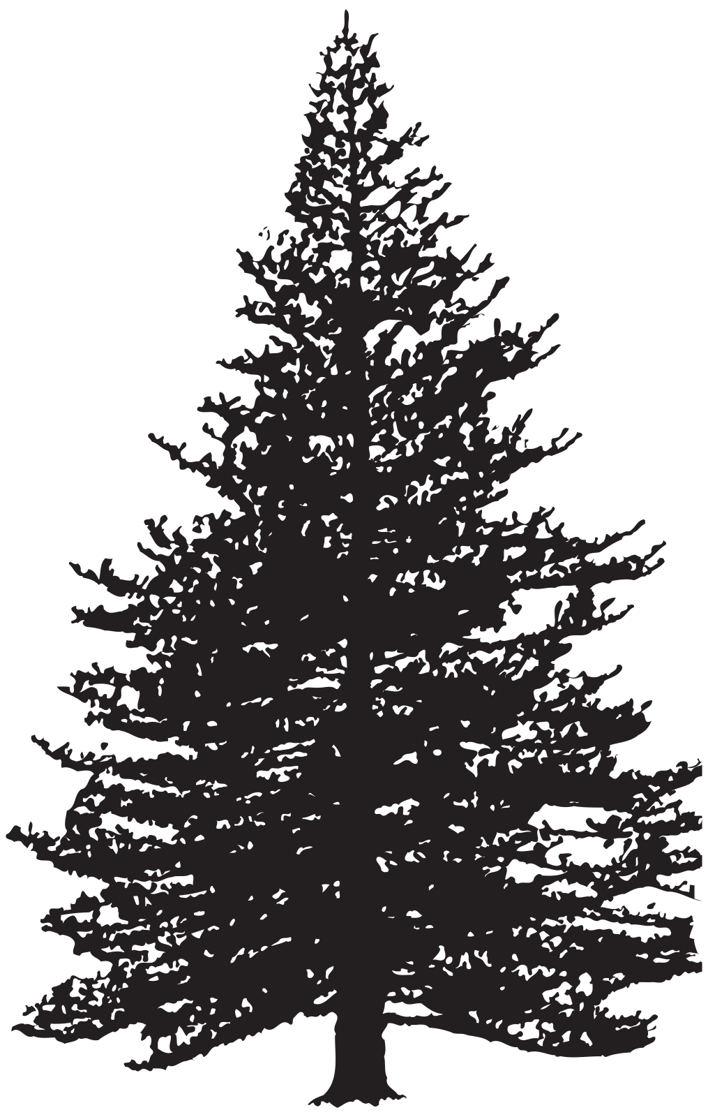 a silhouette of a pine tree