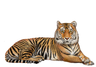 a drawing of a tiger laying down