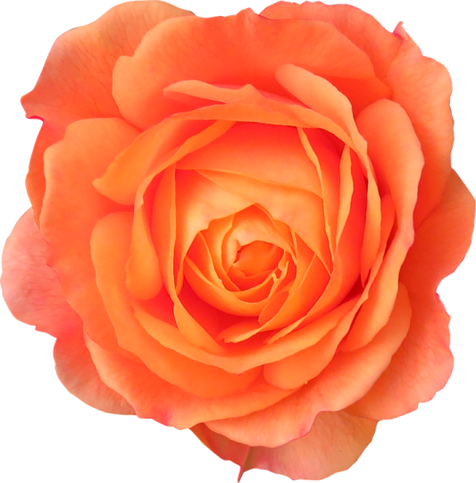 an orange rose flower on a white background