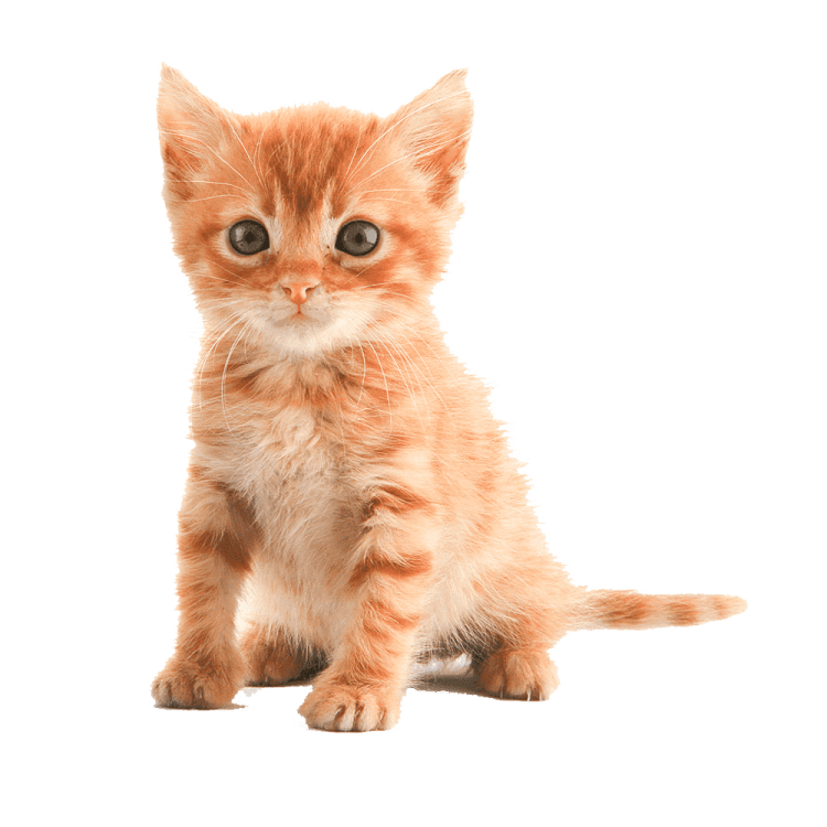 a small kitten sitting on a white surface