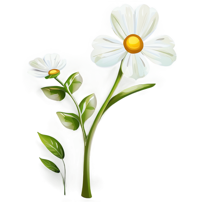 two white flowers on a white background