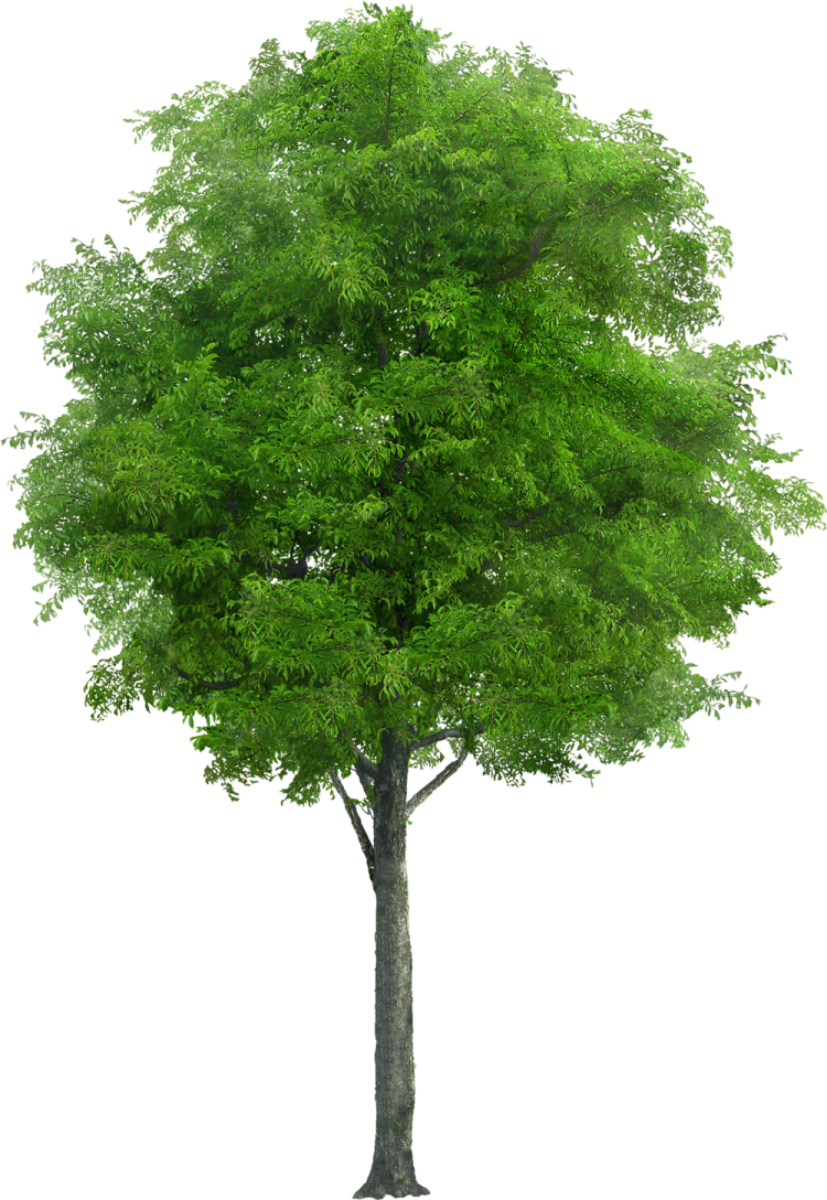 a tree on a white background