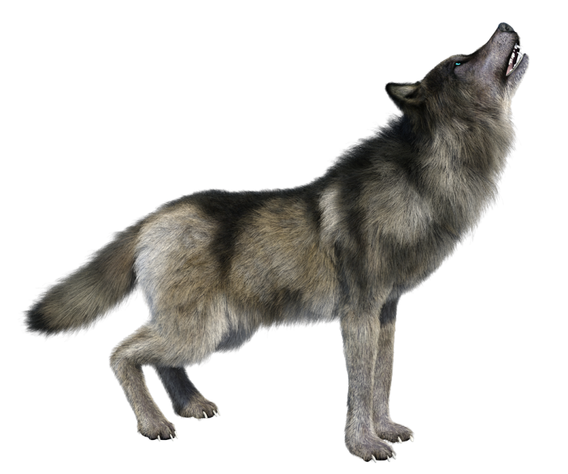 a wolf standing in front of a white background