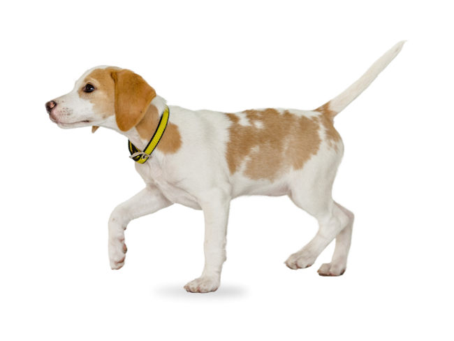 a small brown and white dog with a yellow collar