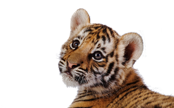 a close up of a small tiger cub