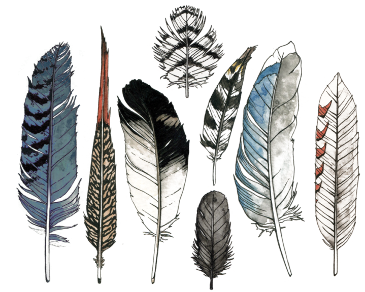 a collection of feathers in different colors