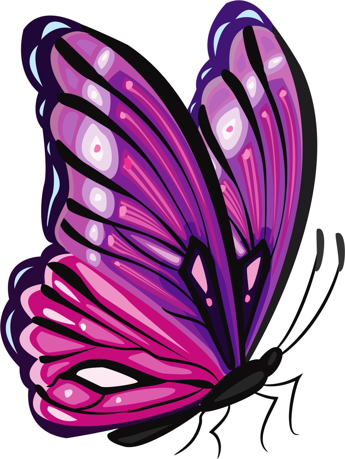 a purple butterfly on a white background