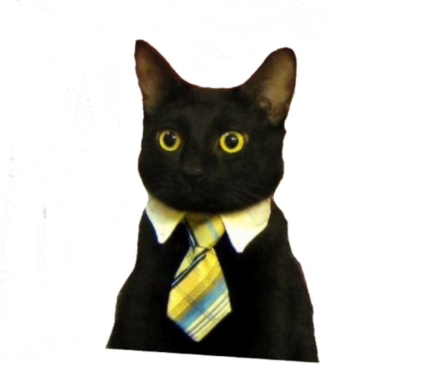 a black cat wearing a tie on a white background