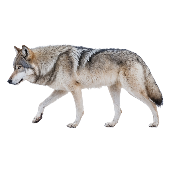 a wolf walking across a white background