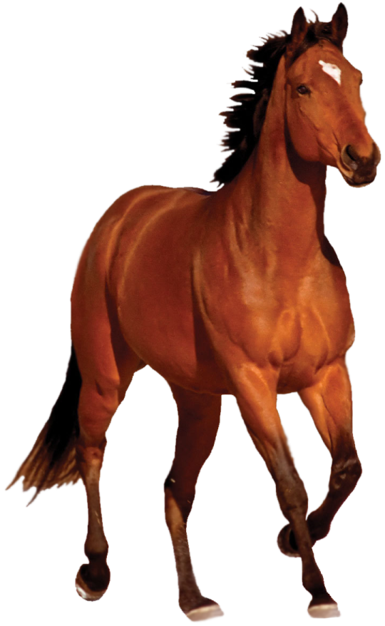 a brown horse running on a white background