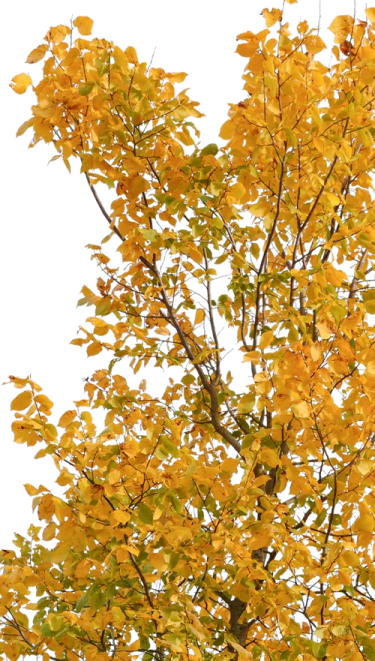 a tree with yellow leaves on it