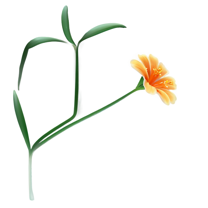 a flower that is in the shape of a heart