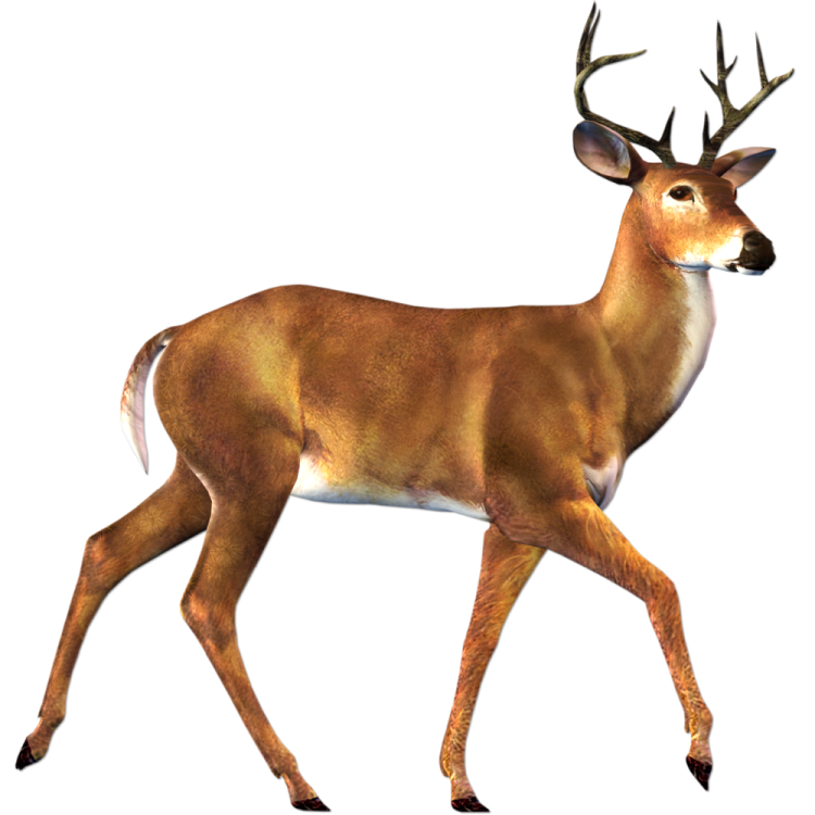 an image of a deer that is walking