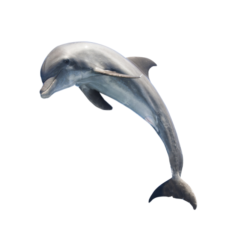 a dolphin jumping in the air on a white background