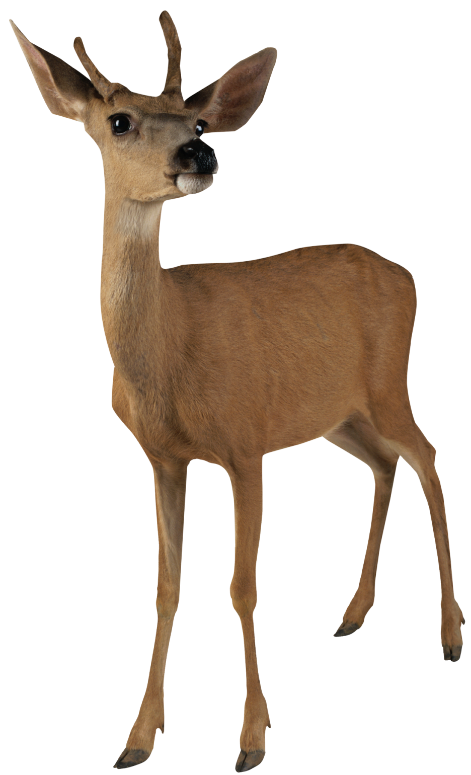 a deer standing in front of a white background