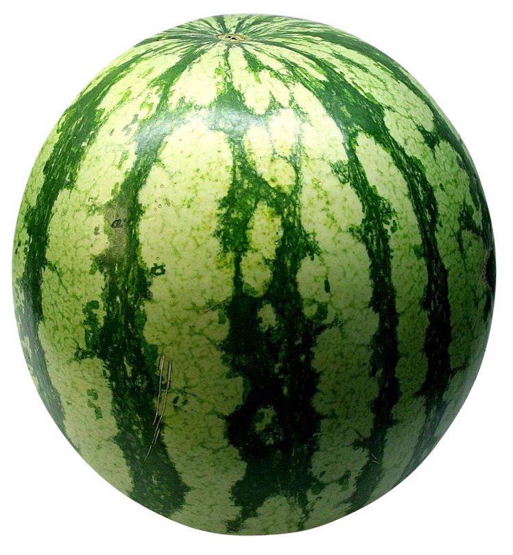 a green watermelon on a white background