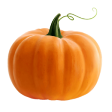 a small orange pumpkin on a white background
