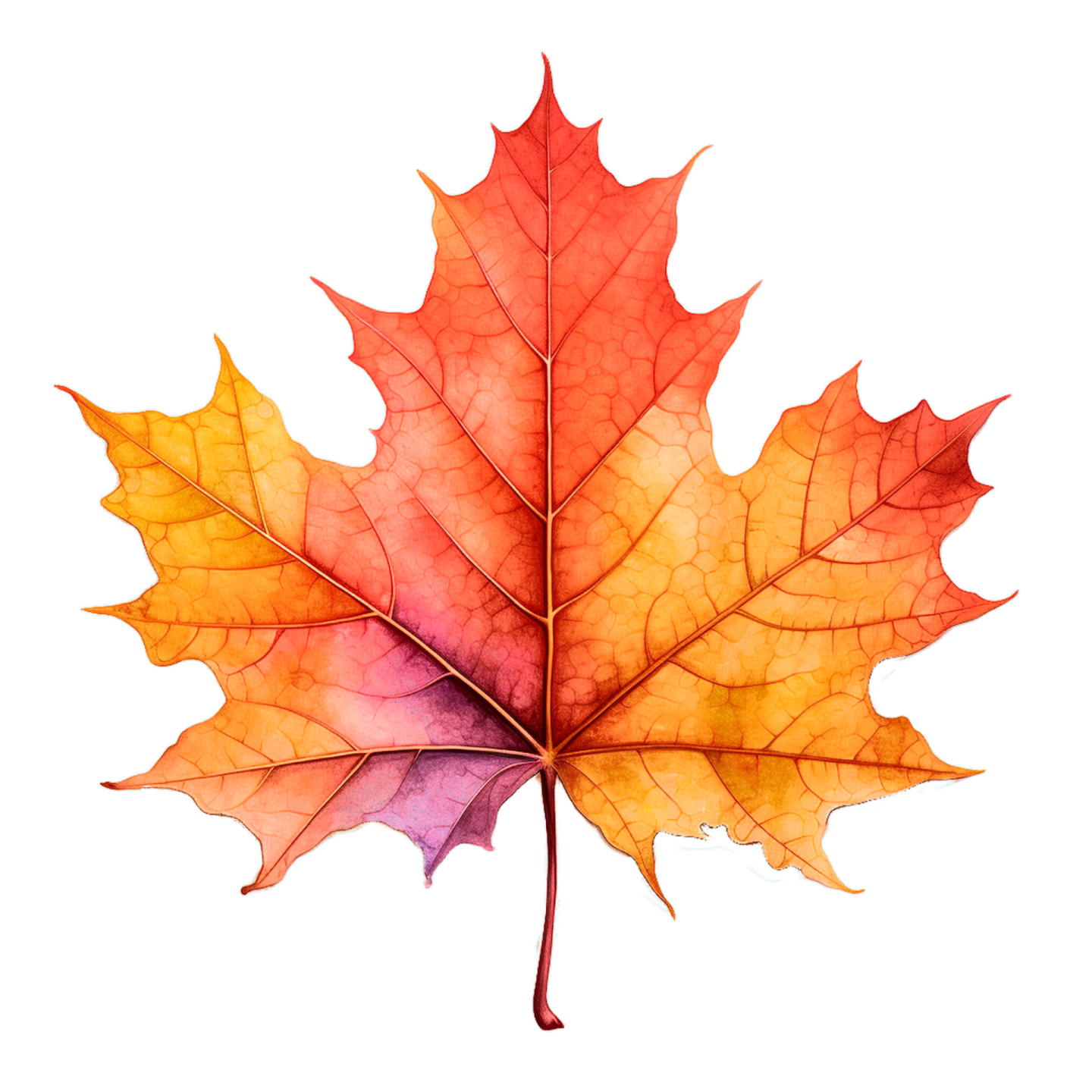 a colorful maple leaf on a white background