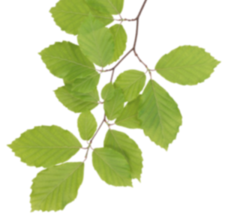 a branch with green leaves