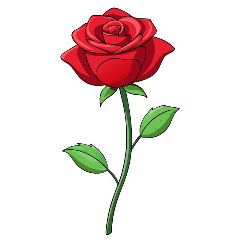 a red rose flower on a white background