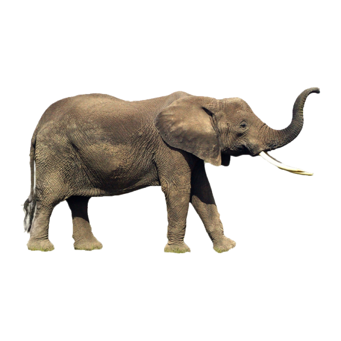 an elephant walking on a white background