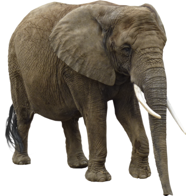 an elephant standing in front of a white background