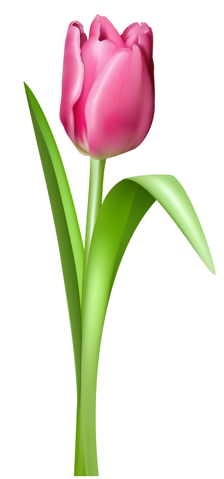 a pink flower on a white background