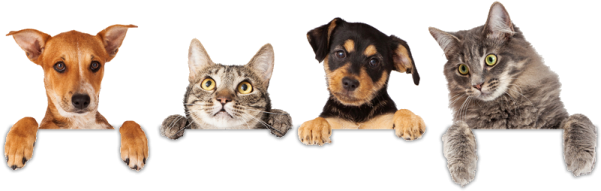 a group of cats and dogs behind a white banner