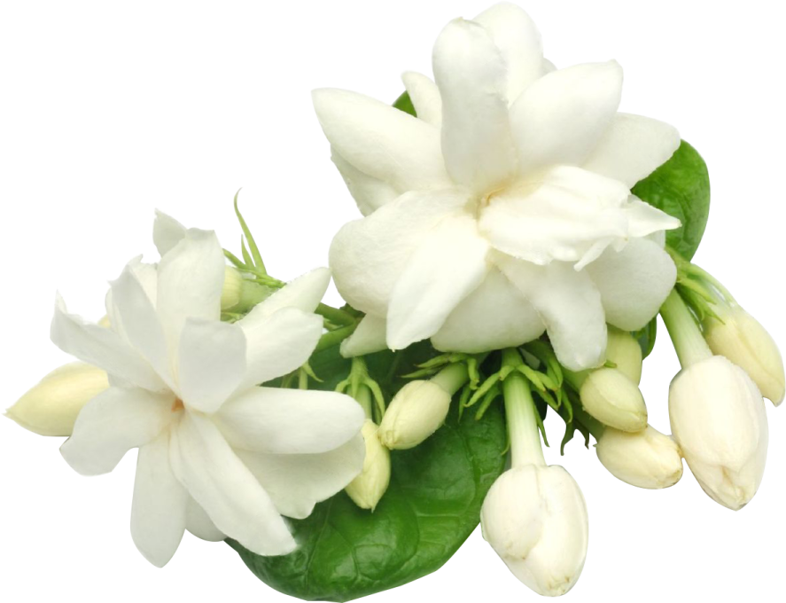 white flowers on a white background