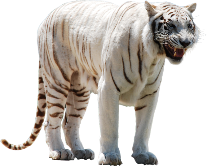 a white tiger