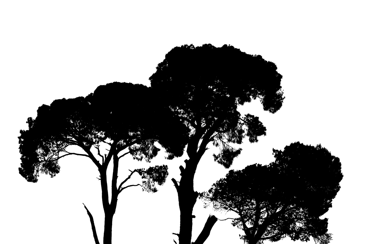 two trees silhouetted against a white background