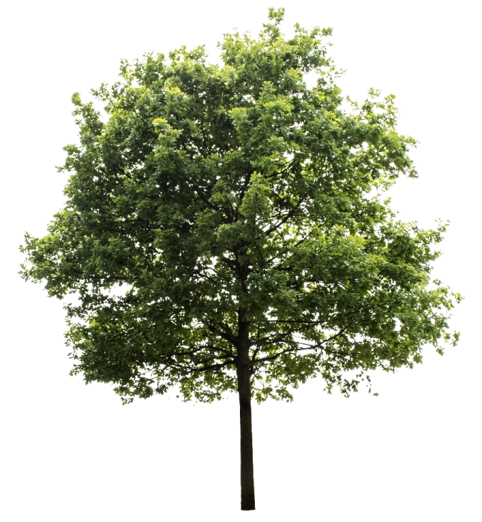 a tree on a white background