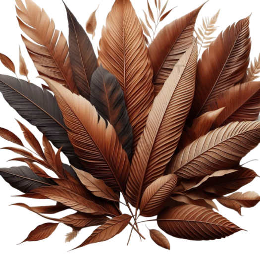 a bunch of feathers on a white background