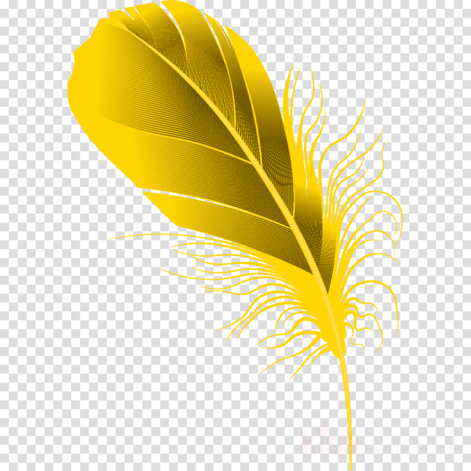 a yellow feather on a transparent background