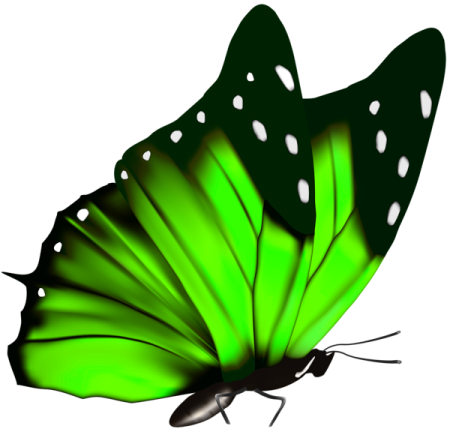 a green butterfly on a white background