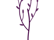 a purple flower on a white background
