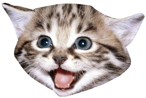 a close up of a cat's face