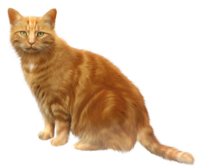 an orange cat with green eyes sitting down