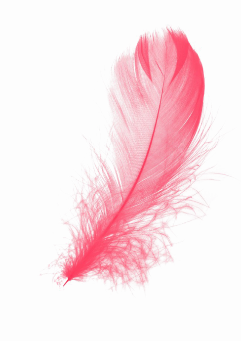 pink feather on a white background