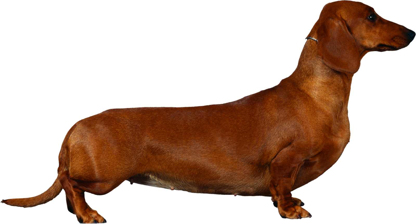 a brown dog standing up against a white background
