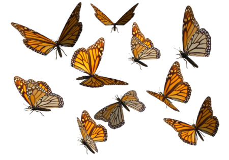 a group of butterflies flying in the air