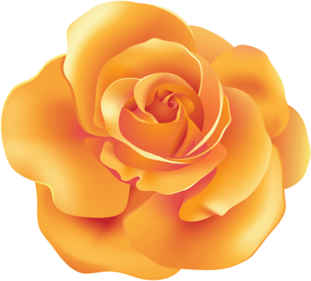 a yellow rose on a white background