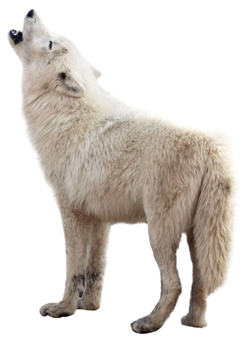 a white wolf standing up to the sky