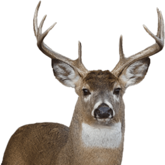 a close up of a deer's head