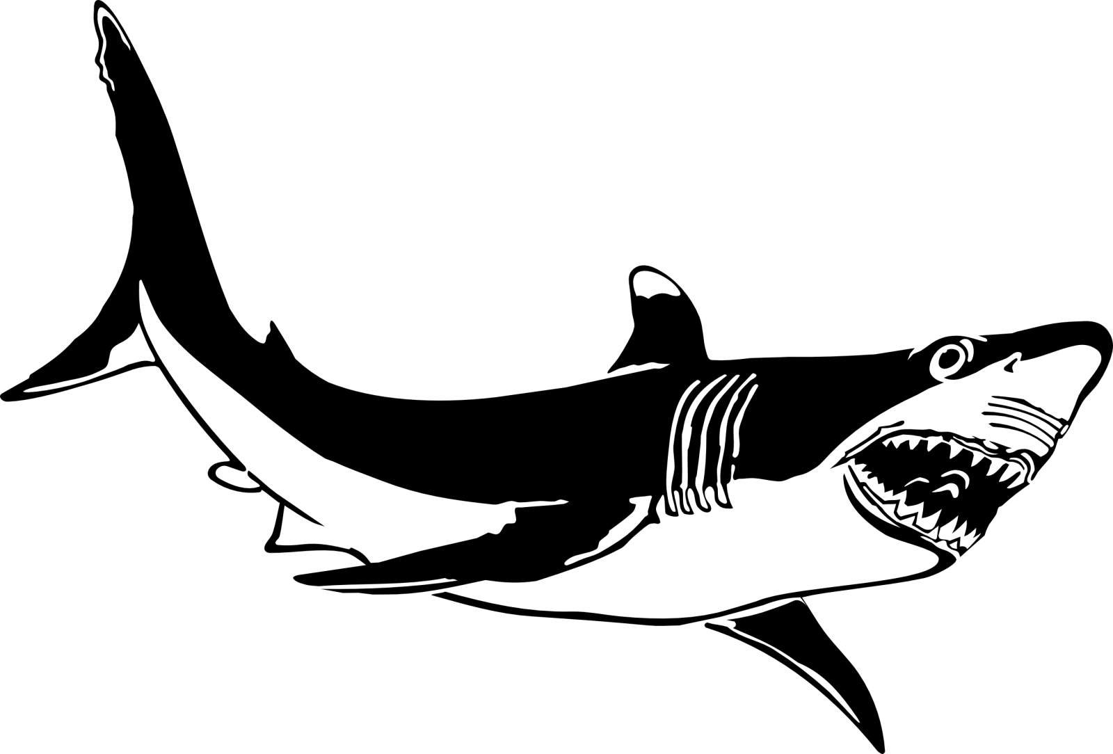 a black and white shark with open mouth