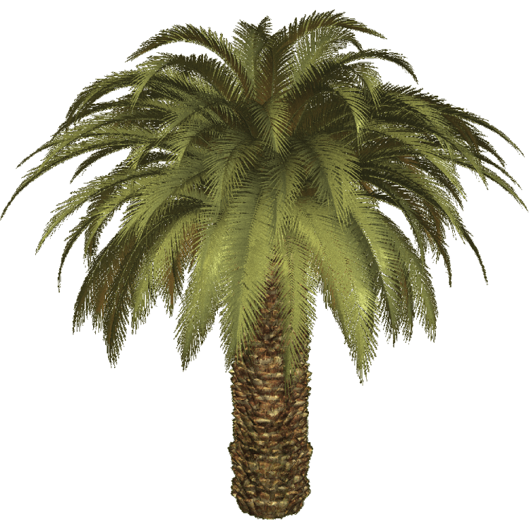 a palm tree with green leaves